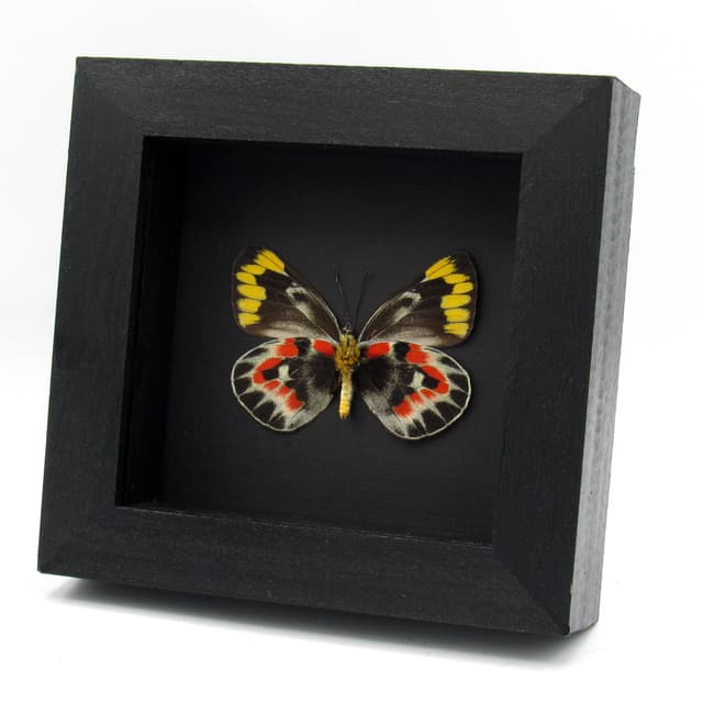 Rare Australian Imperial White butterfly framed specimen - Delias harpalyce - female