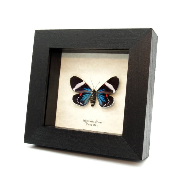 Real metallic framed moth taxidermy - Hypocrita drucei