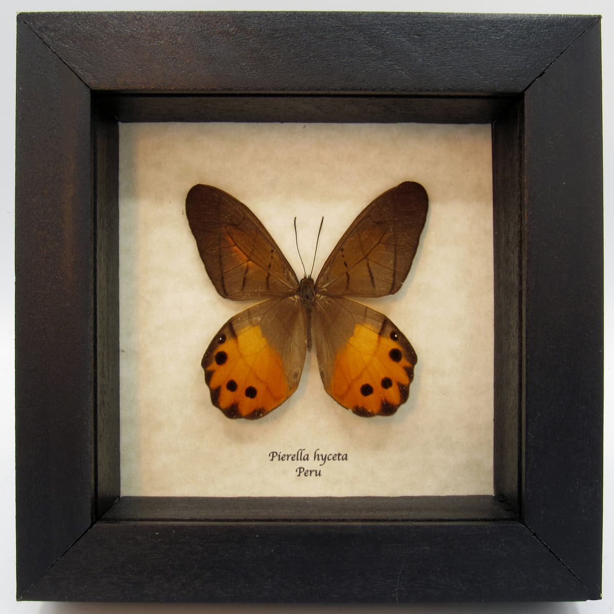 Real yellow butterfly framed taxidermy - Pierella hyceta