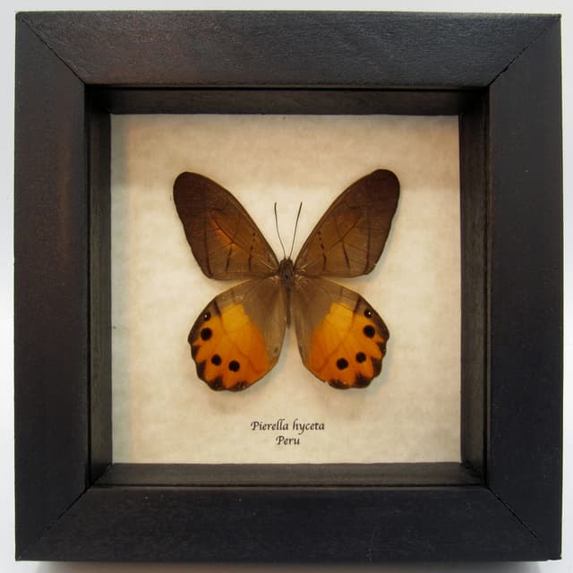 Real yellow butterfly framed taxidermy - Pierella hyceta