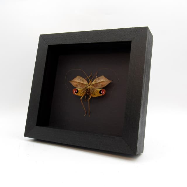 Rare Dead Leaf Mimic Katydid framed taxidermy - Porphyromma speciosa
