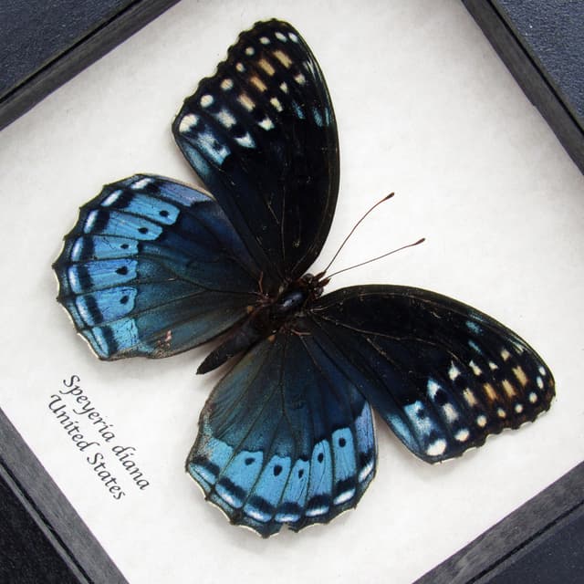 Rare Diana Fritillary framed taxidermy - Speyeria diana - large female