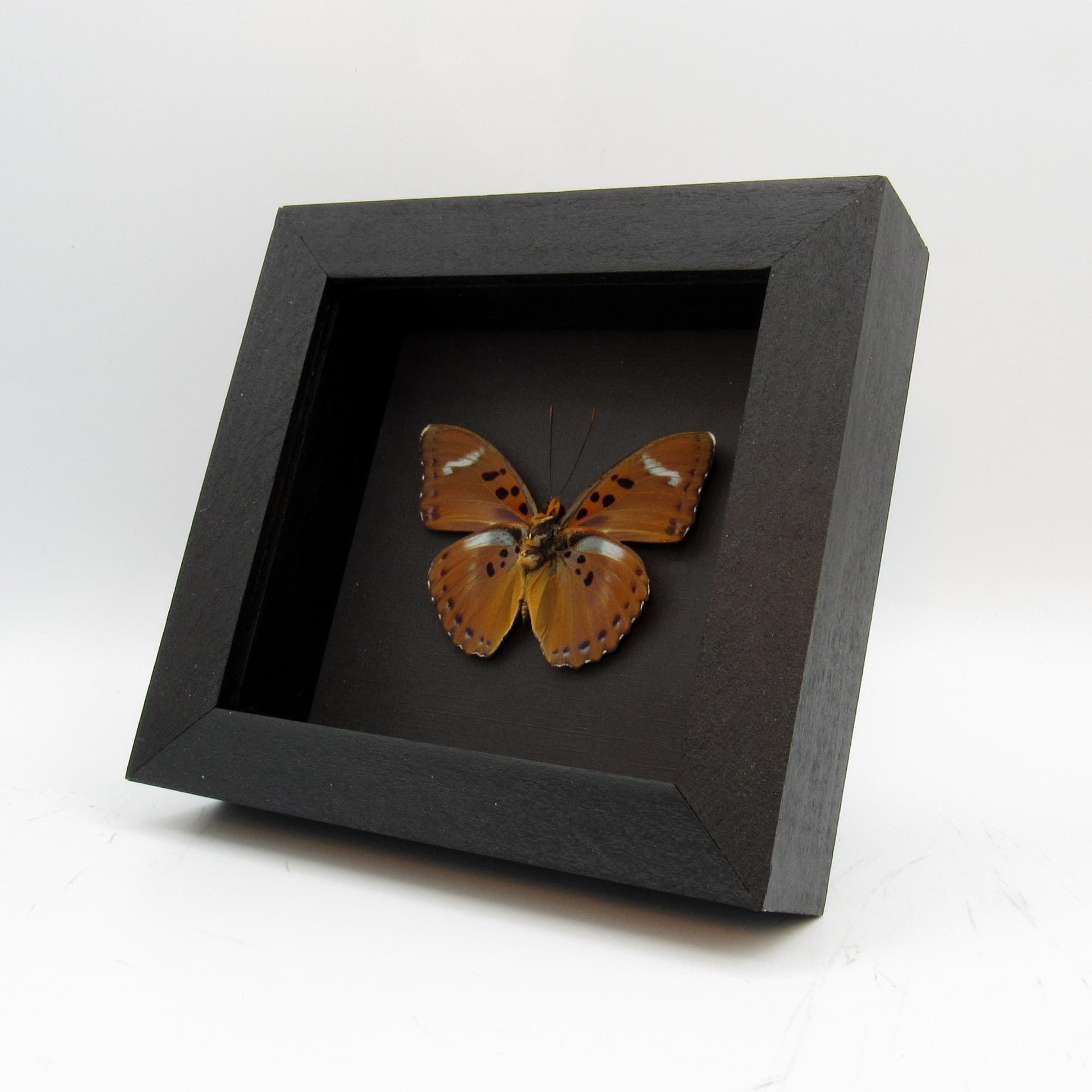 Real African Forester butterfly framed taxidermy - Euphaedra species
