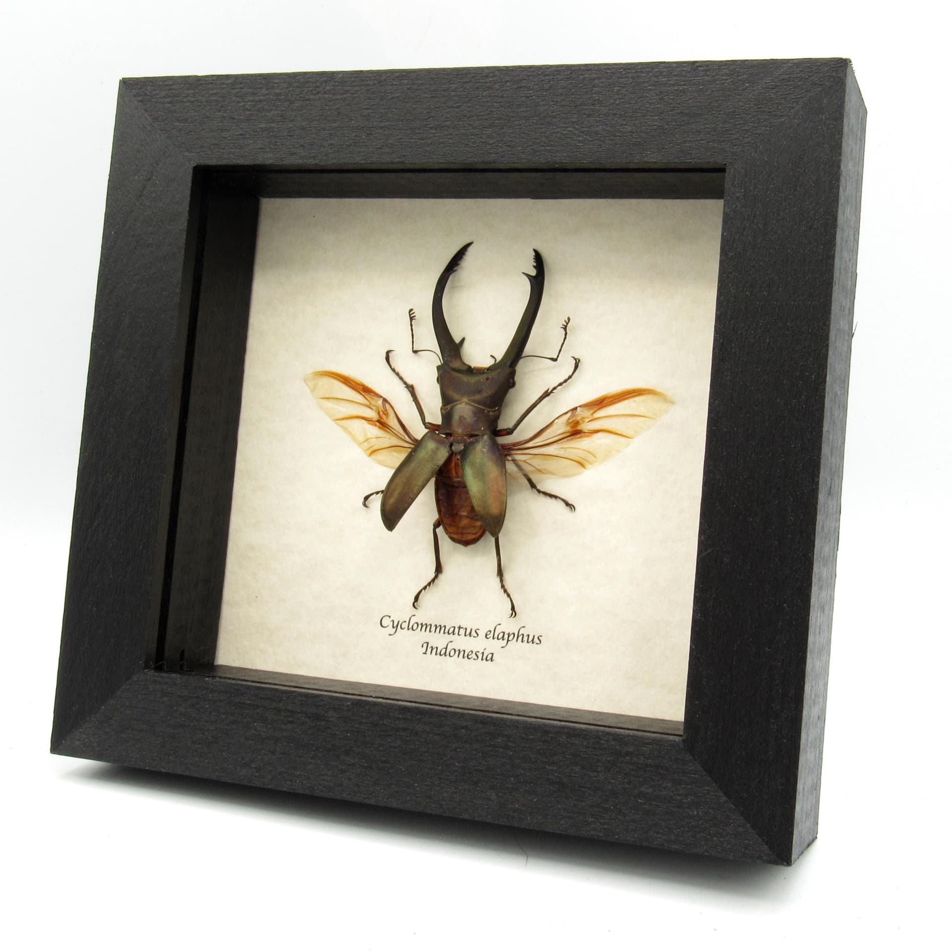 Real Stag beetle framed taxidermy - Cyclommatus elaphas