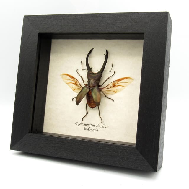 Real Stag beetle framed taxidermy - Cyclommatus elaphas