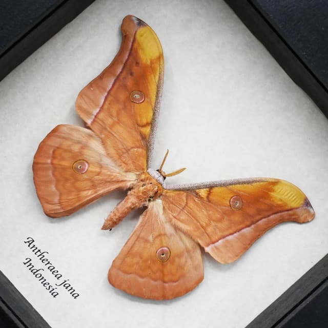 Real peach Saturn moth framed taxidermy - Antheraea jana