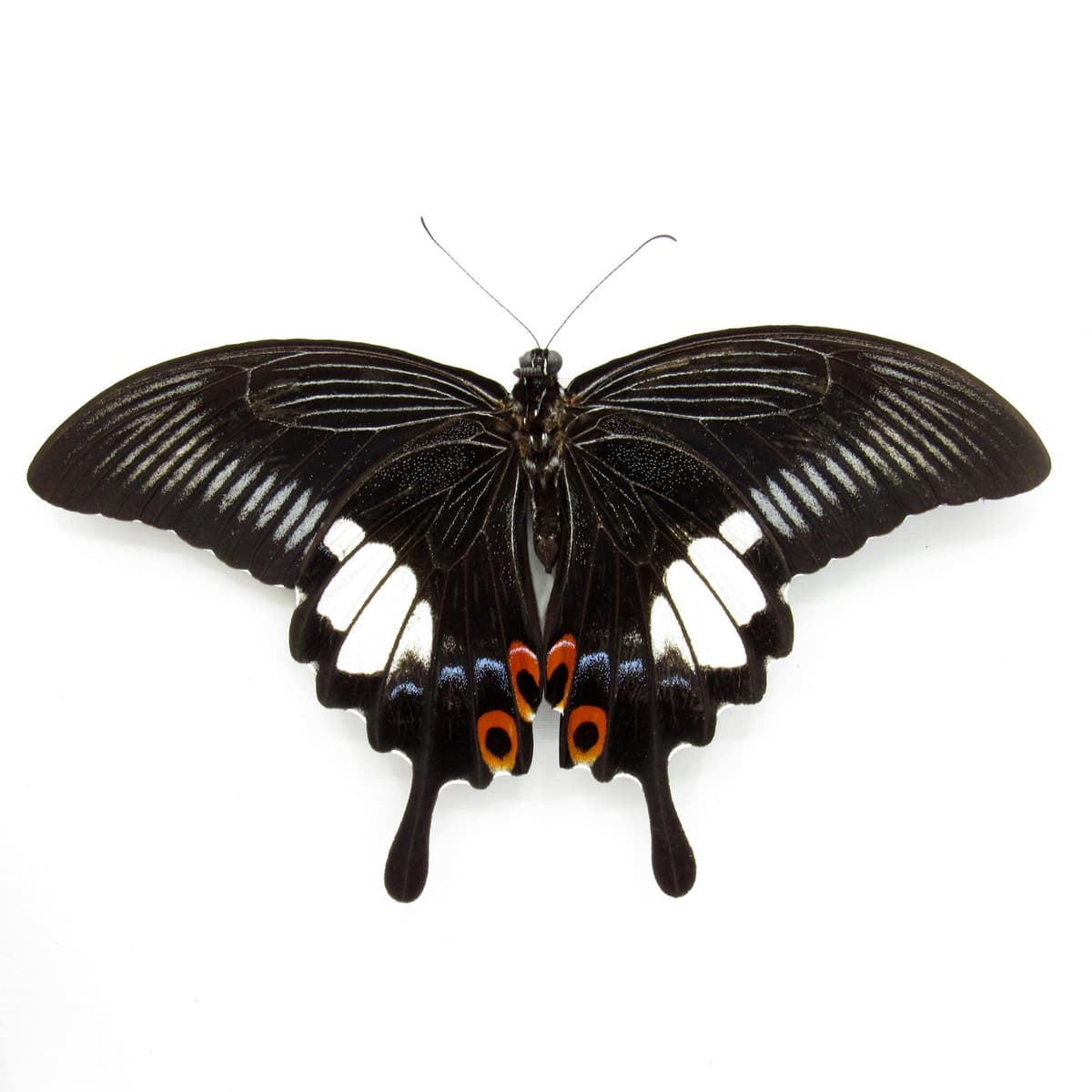 Real Red Helen Swallowtail butterfly framed taxidermy - Papilio helenus - victorian mount