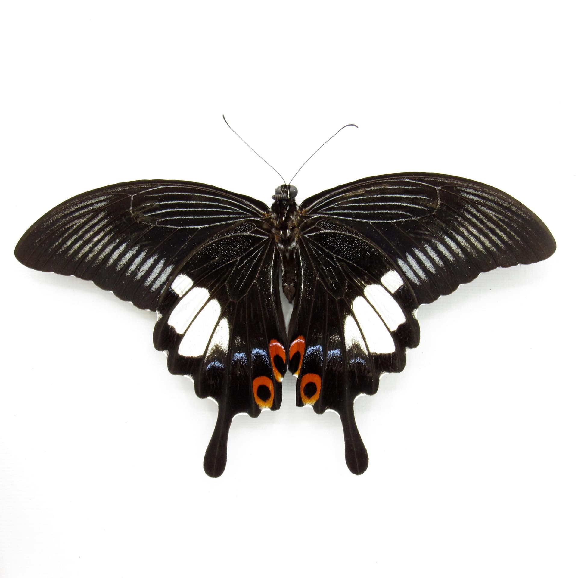 Real Red Helen Swallowtail butterfly framed taxidermy - Papilio helenus - victorian mount