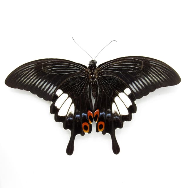 Real Red Helen Swallowtail butterfly framed taxidermy - Papilio helenus - victorian mount