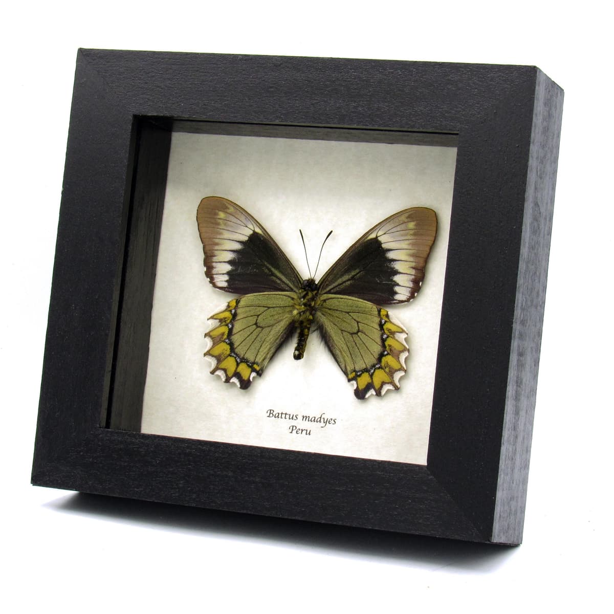 Real green Madyes Swallowtail butterfly framed taxidermy - Battus madyes