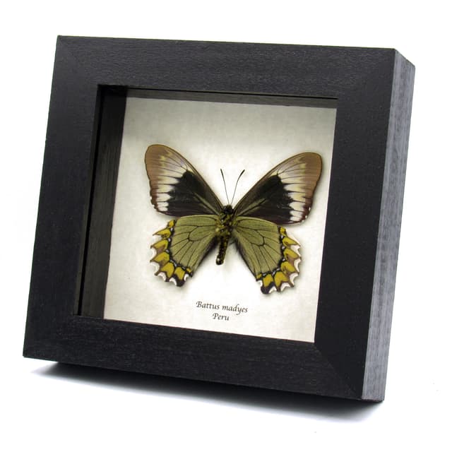 Real green Madyes Swallowtail butterfly framed taxidermy - Battus madyes