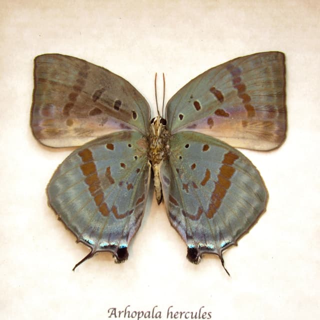 Real butterfly framed taxidermy - Arhopala hercules