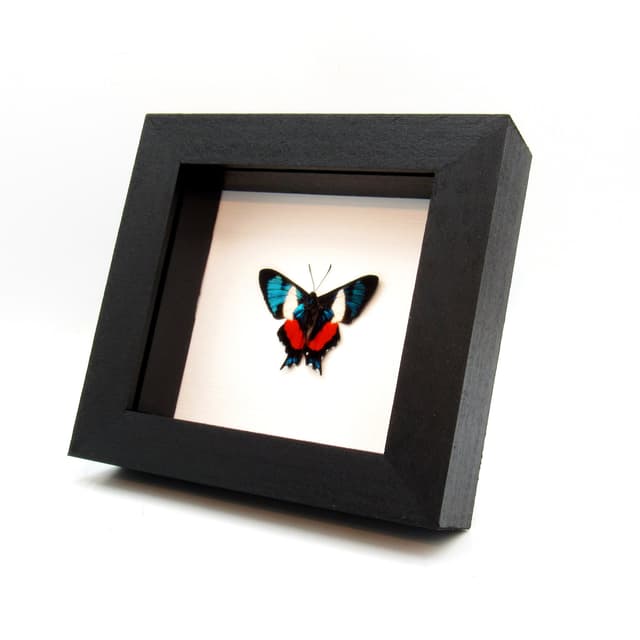 Rare metallic Metalmark butterfly framed taxidermy - Ancyluris formosissima - Victorian mount