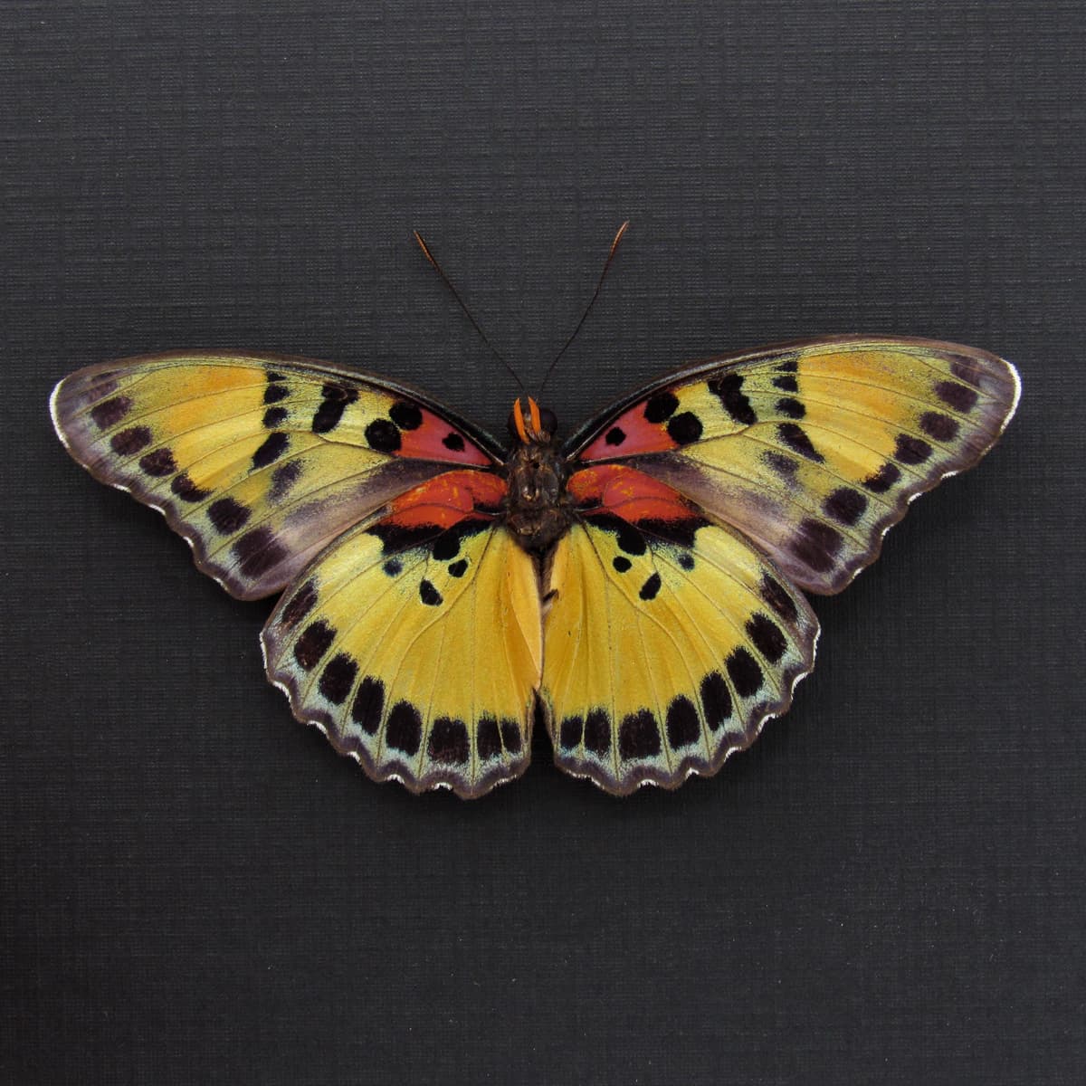 Rare Forester butterfly framed specimen - Euphaedra aureola - Victorian mount