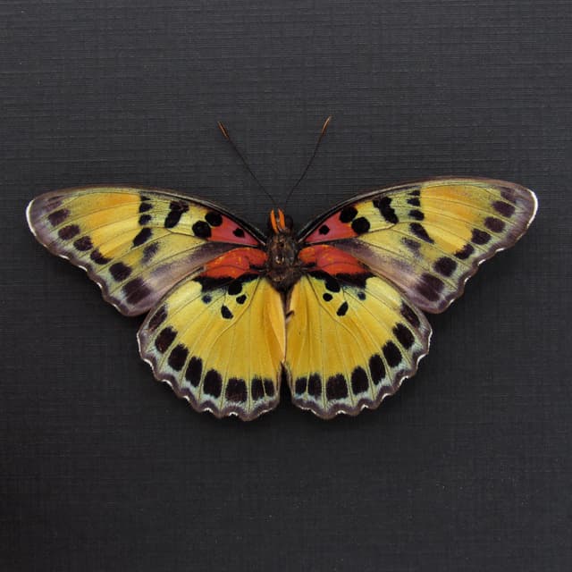 Rare Forester butterfly framed specimen - Euphaedra aureola - Victorian mount