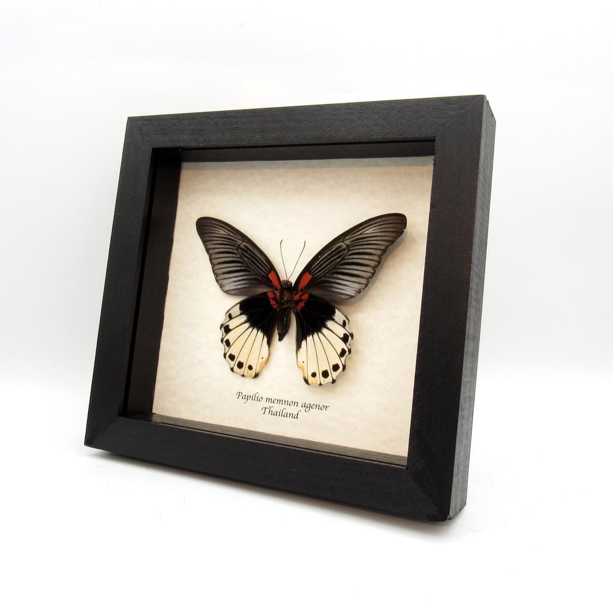Real Great Mormon butterfly framed taxidermy - Papilio memnon agenor - female