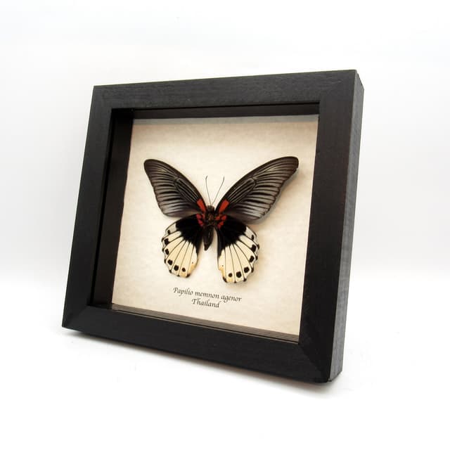 Real Great Mormon butterfly framed taxidermy - Papilio memnon agenor - female