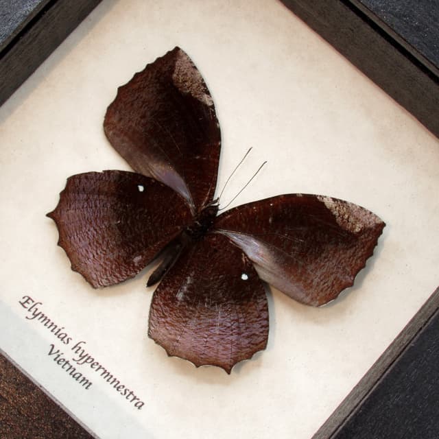 Real Common Palmfly butterfly taxidermy - Elymnias hypermnestra