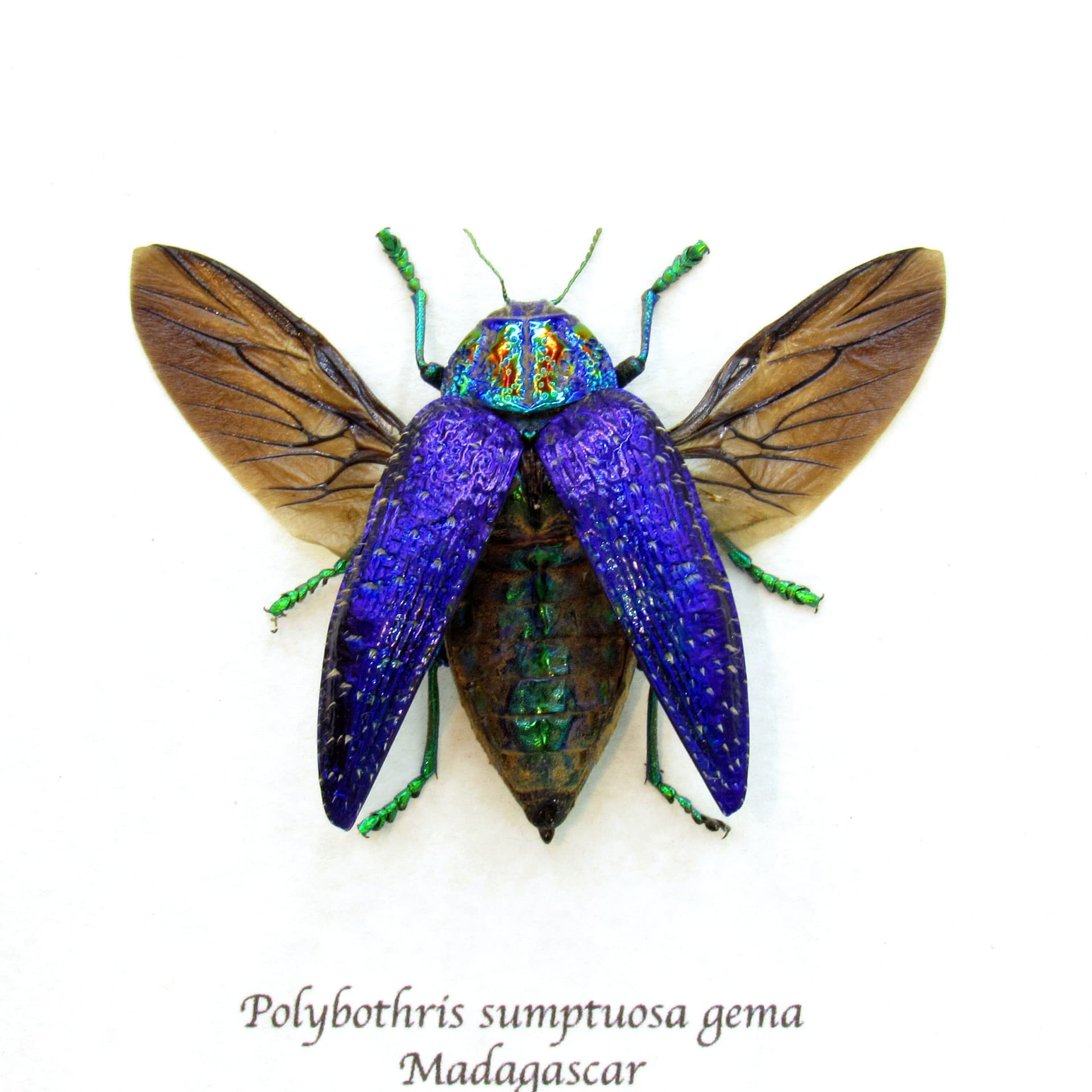 Real hairy metallic purple beetle framed taxidermy - Polybothris sumptuosa gema