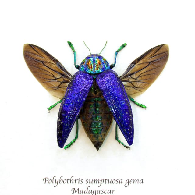 Real hairy metallic purple beetle framed taxidermy - Polybothris sumptuosa gema