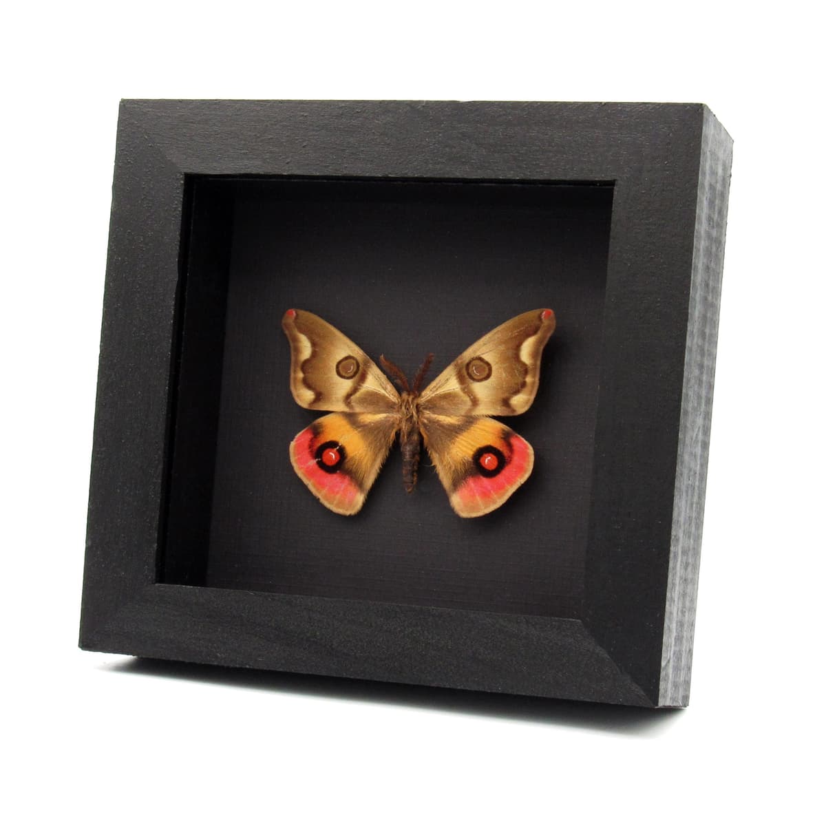 Very rare real pink Saturn moth framed taxidermy - Polythysana rubrescens