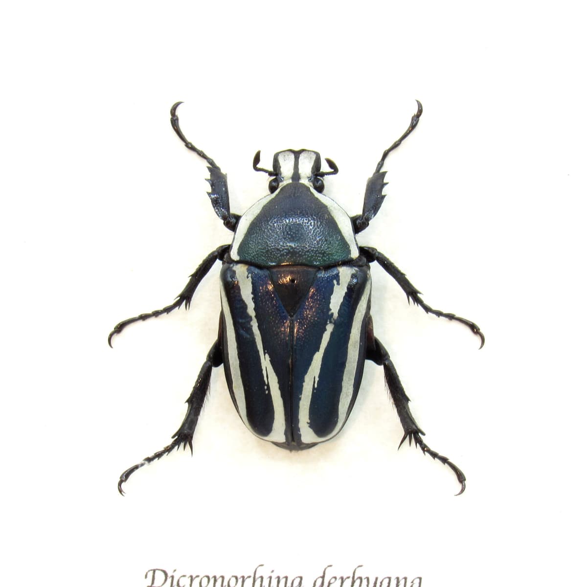 Real Scarab beetle framed taxidermy - Dicronorhina derbyana - female - blue form