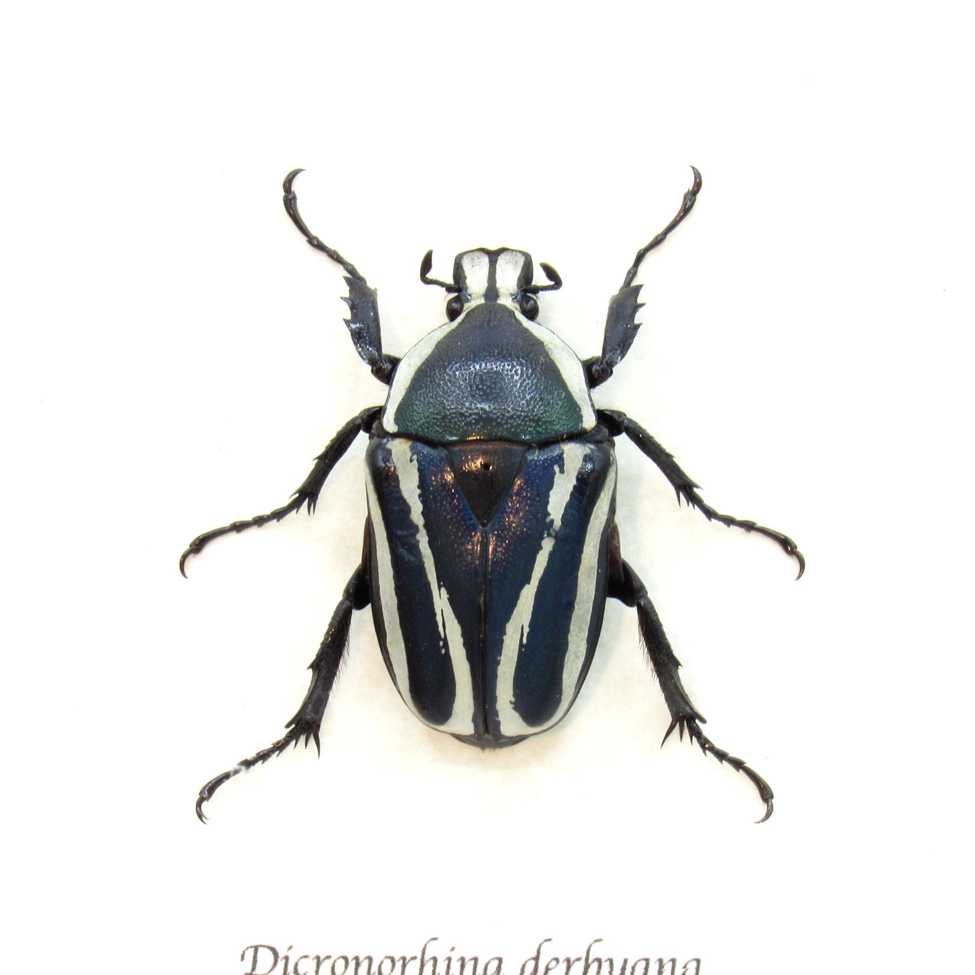 Real Scarab beetle framed taxidermy - Dicronorhina derbyana - female - blue form