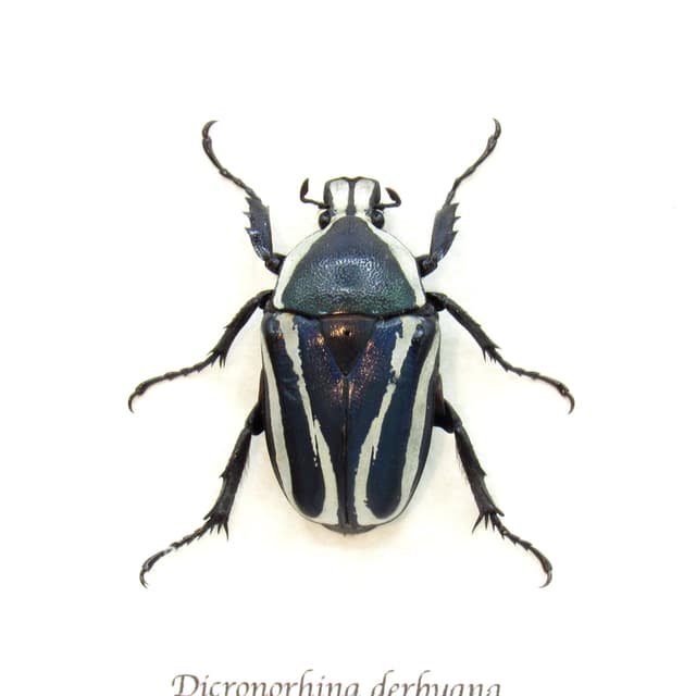 Real Scarab beetle framed taxidermy - Dicronorhina derbyana - female - blue form