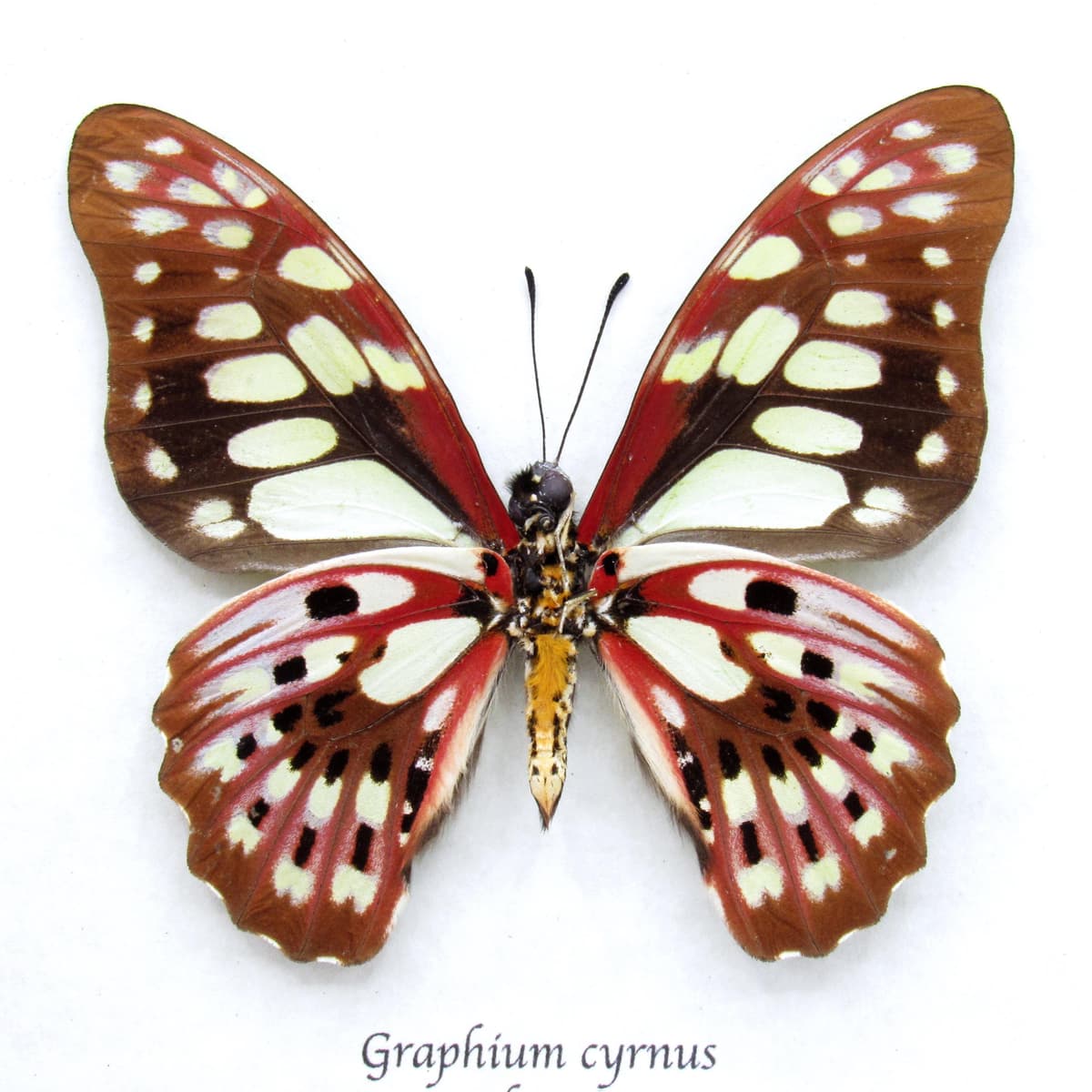 Real red butterfly framed taxidermy - Graphium cyrnus