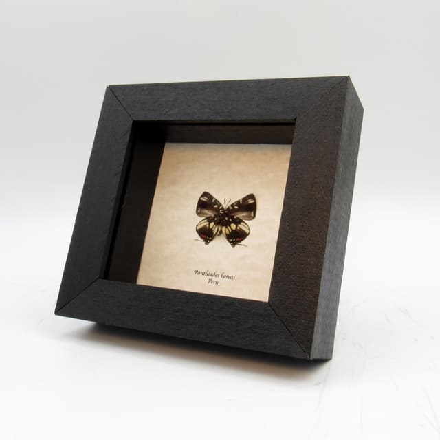 Real butterfly framed taxidermy - Panthiades boreas