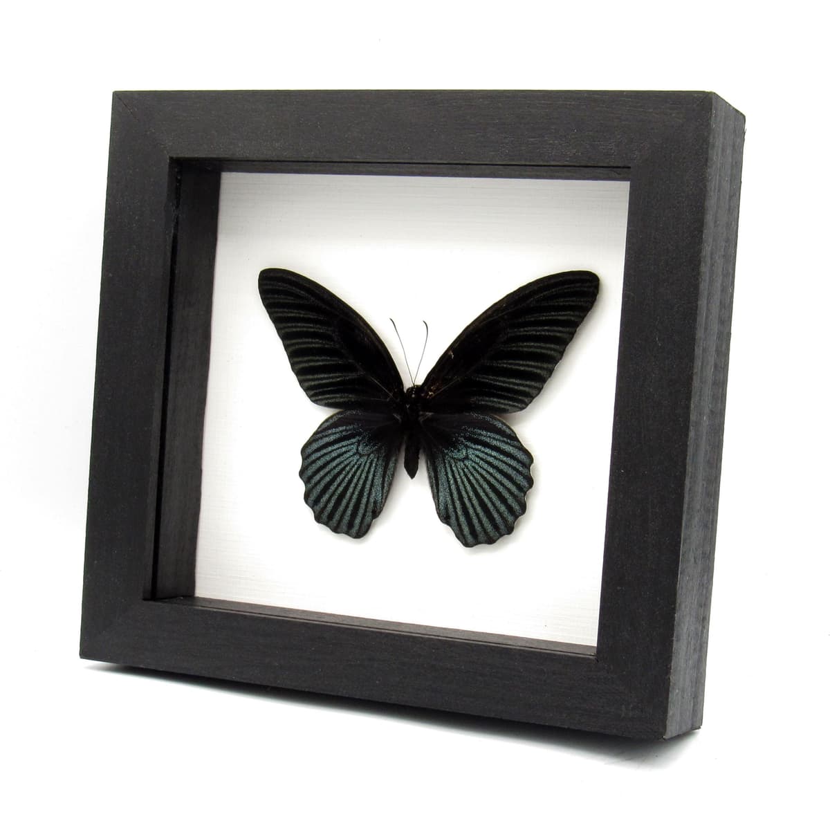 Real Great Mormon butterfly framed taxidermy - Papilio memnon