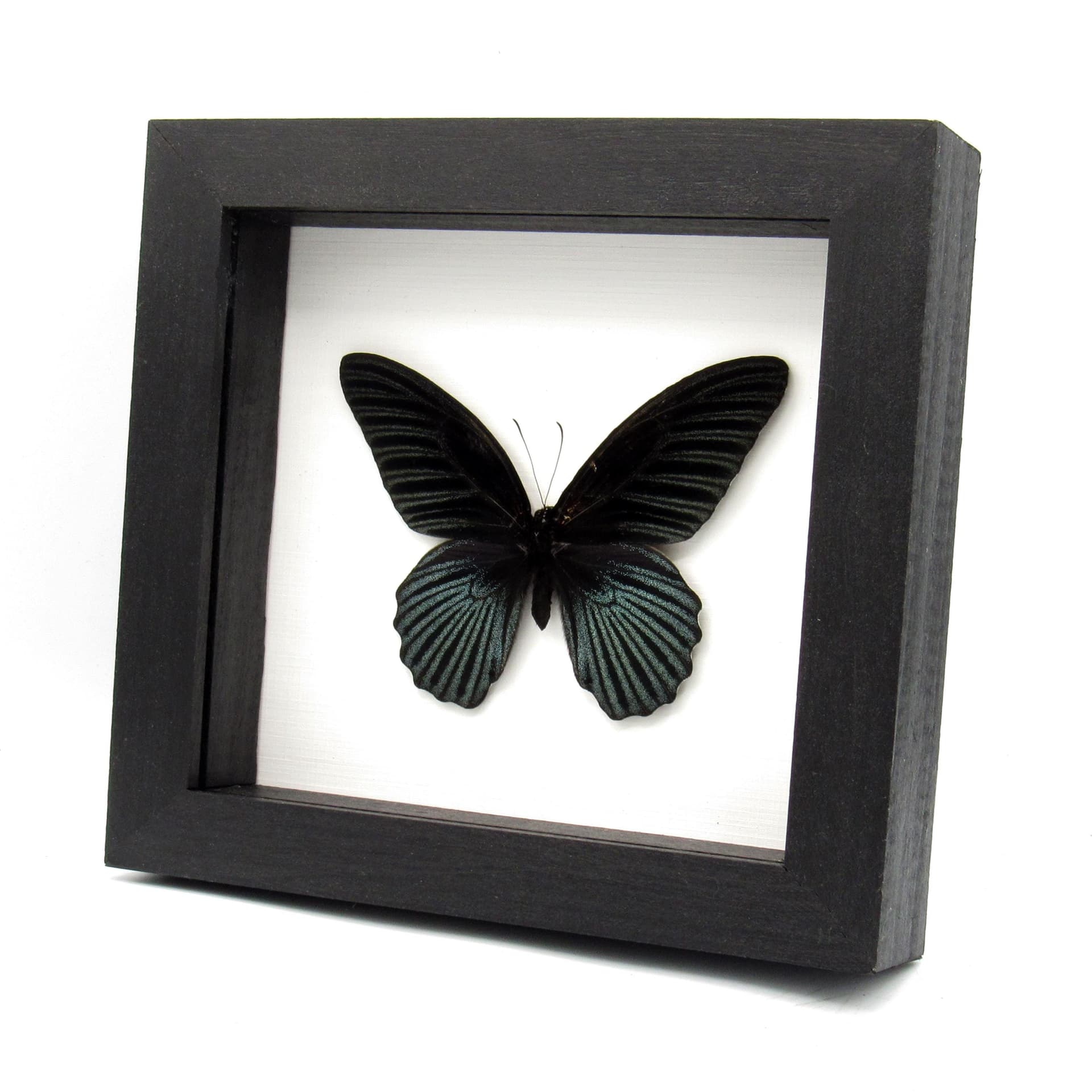 Real Great Mormon butterfly framed taxidermy - Papilio memnon