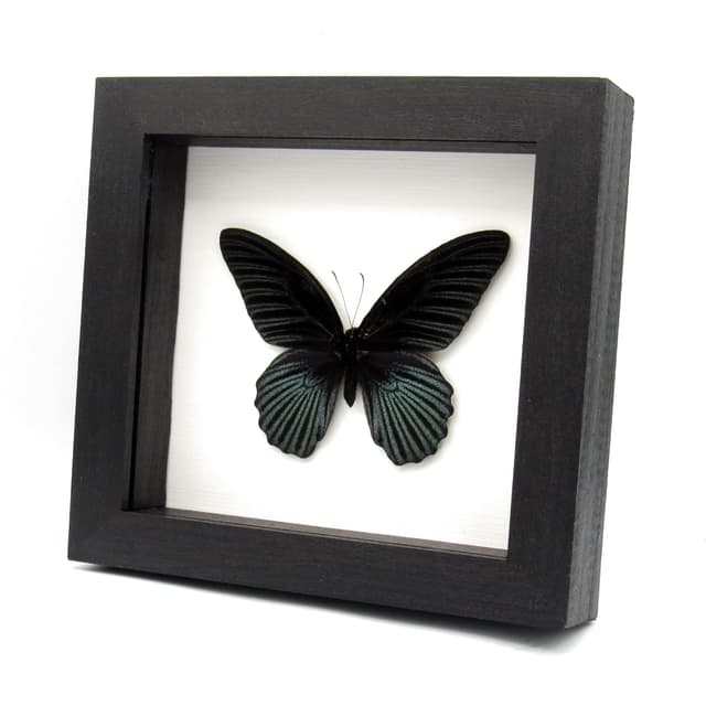 Real Great Mormon butterfly framed taxidermy - Papilio memnon