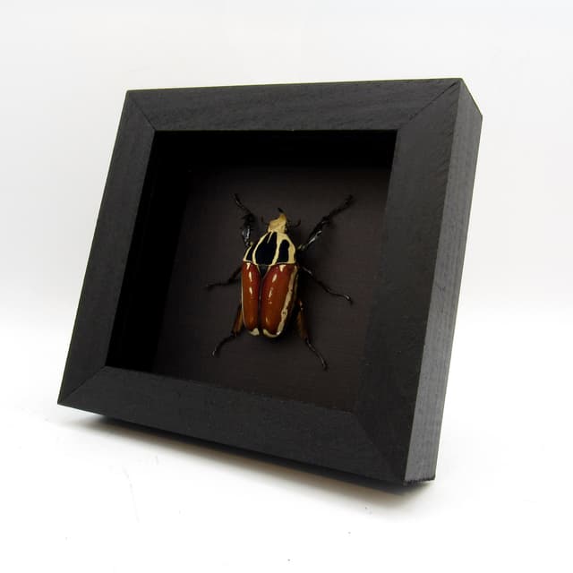 Large Scarab beetle framed taxidermy - Mecynorrhina ugandensis
