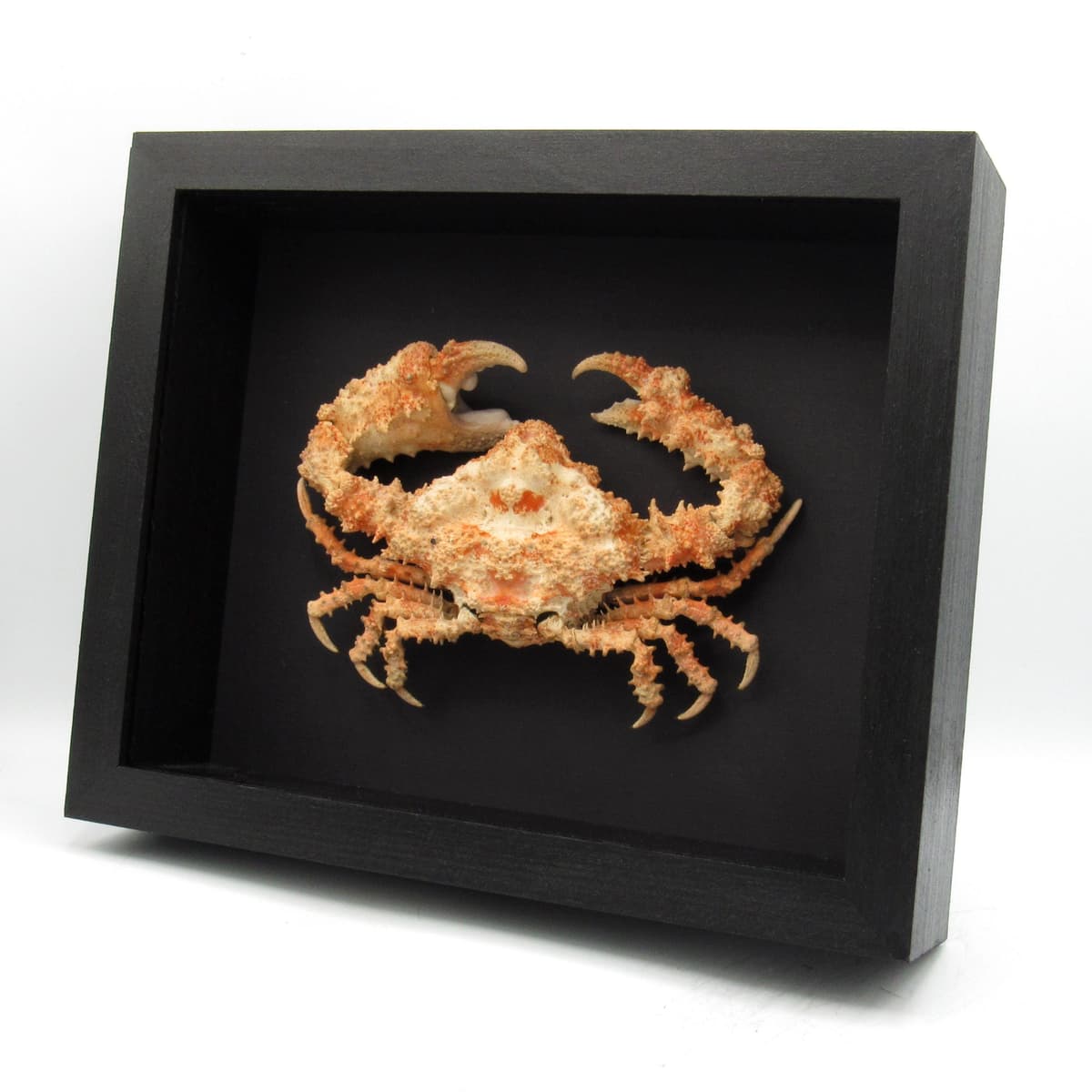 Real Horrid Elbow Crab framed taxidermy - Daldorfia horrida