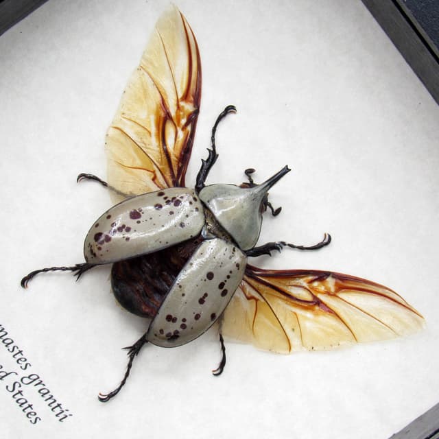 Real Western Hercules beetle framed taxidermy - Dynastes grantii