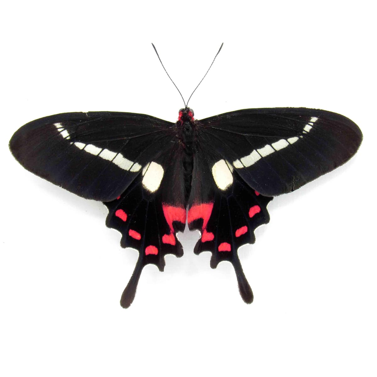 Rare red butterfly framed specimen - Parides agavus - large female - Victorian mount