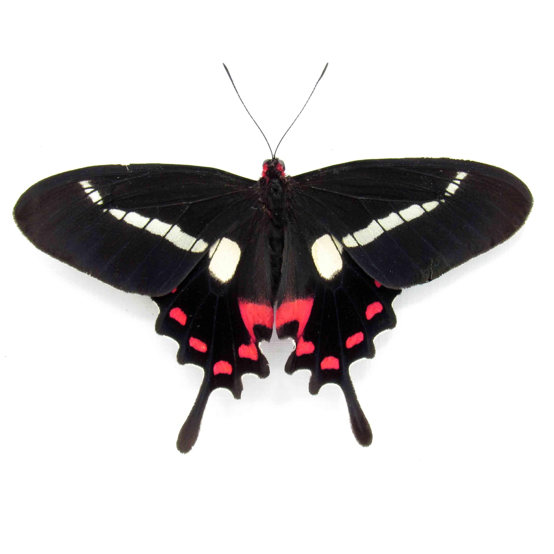 Rare red butterfly framed specimen - Parides agavus - large female - Victorian mount