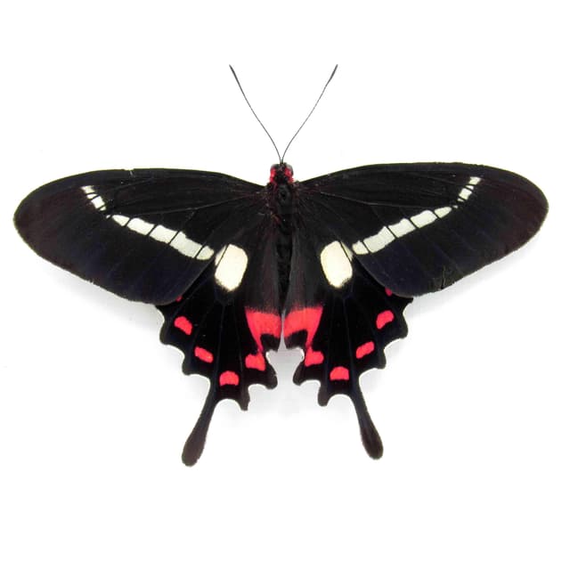 Rare red butterfly framed specimen - Parides agavus - large female - Victorian mount