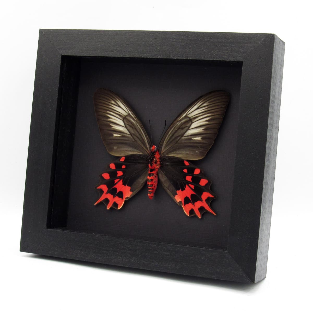Real Vampire butterfly framed taxidermy - Atrophaneura semperi albofasciata - female