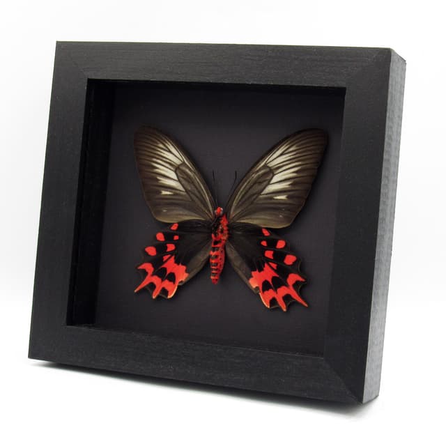 Real Vampire butterfly framed taxidermy - Atrophaneura semperi albofasciata - female