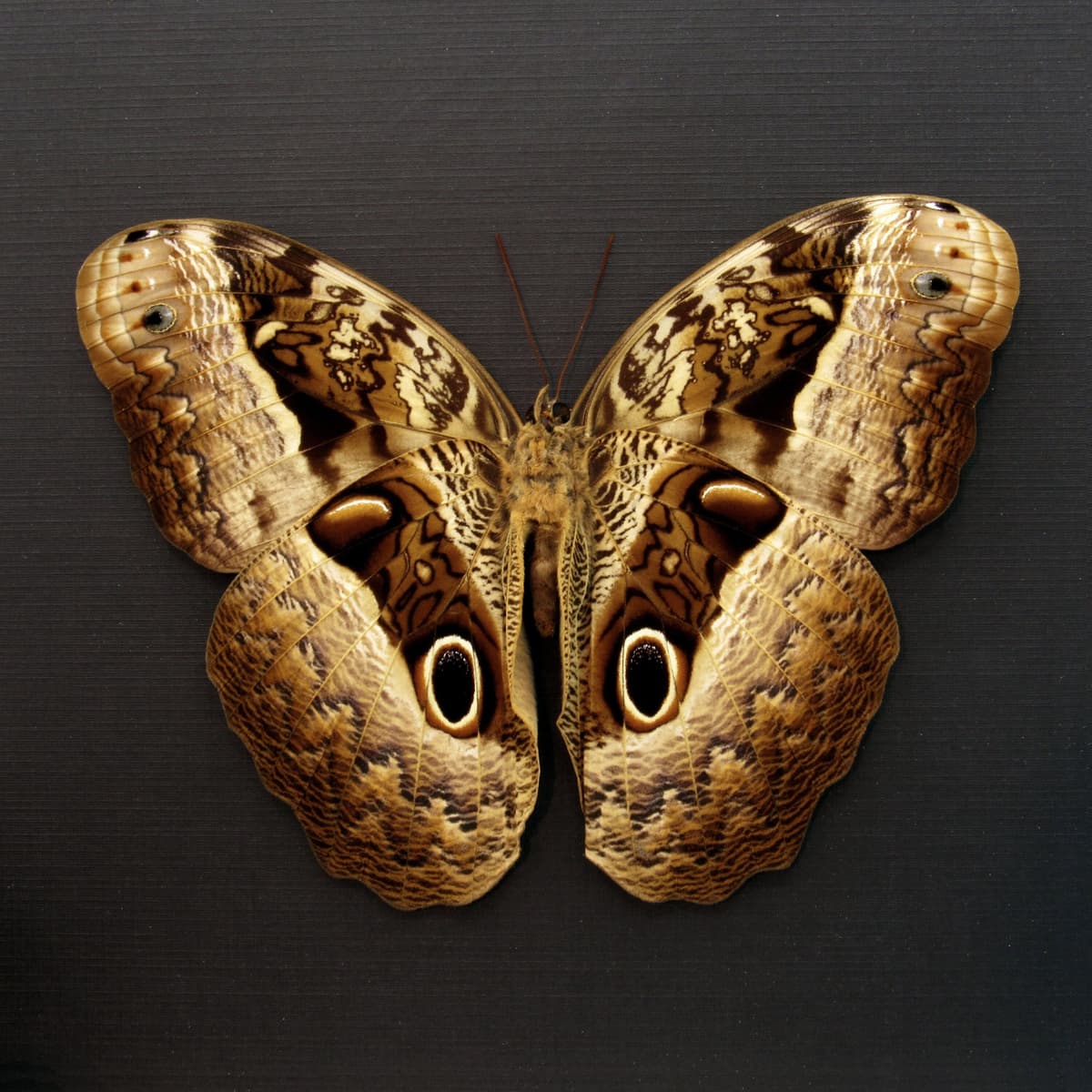 Real GIANT Owl Butterfly framed taxidermy - Caligo beltrao - 5.85 inch wingspan