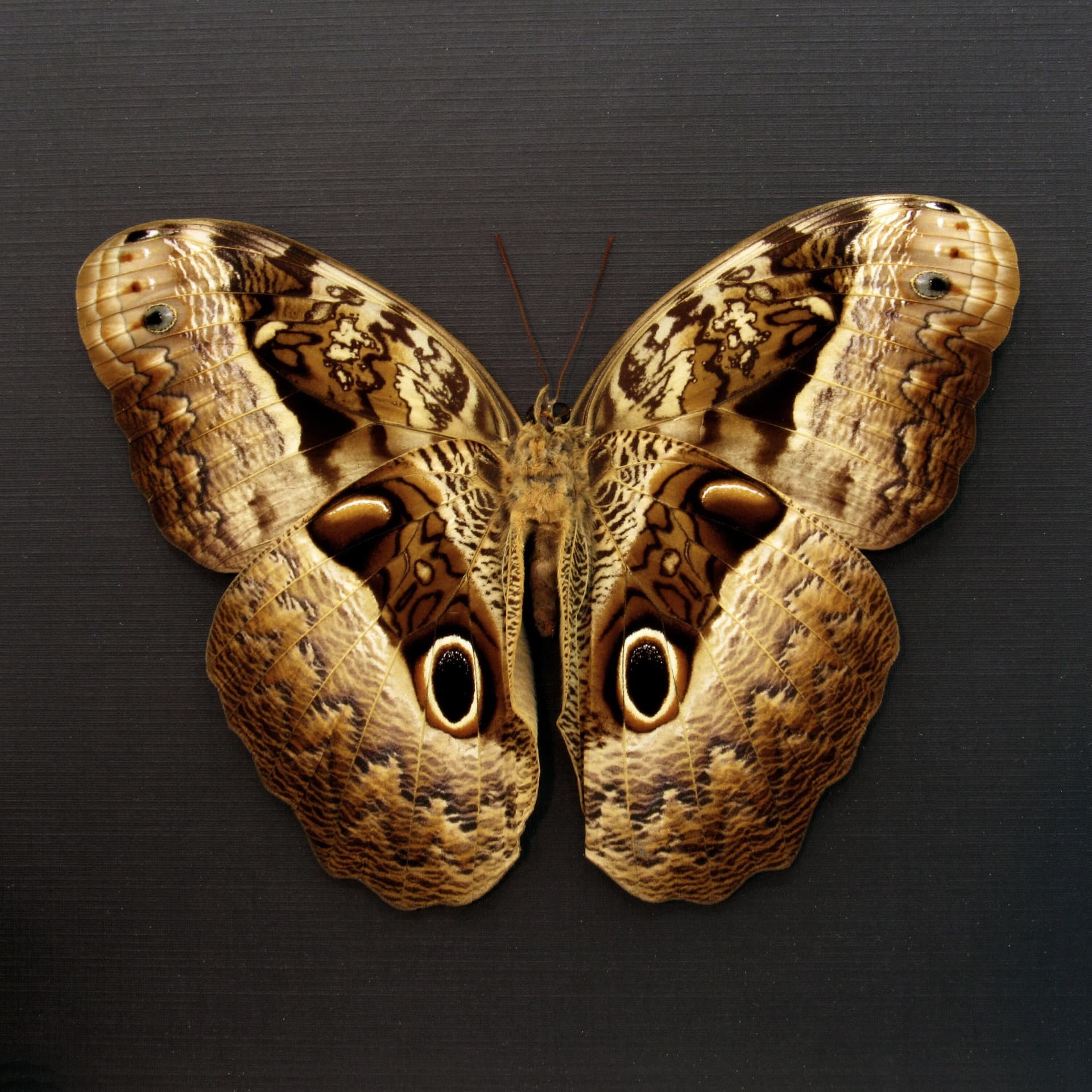 Real GIANT Owl Butterfly framed taxidermy - Caligo beltrao - 5.85 inch wingspan