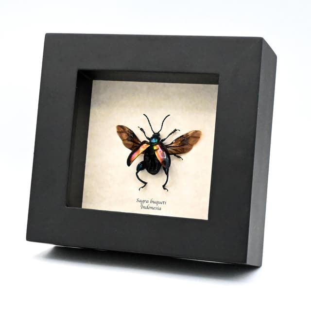 Real Rainbow Frog-Legged Leaf beetle framed taxidermy - Sagra buqueti - female