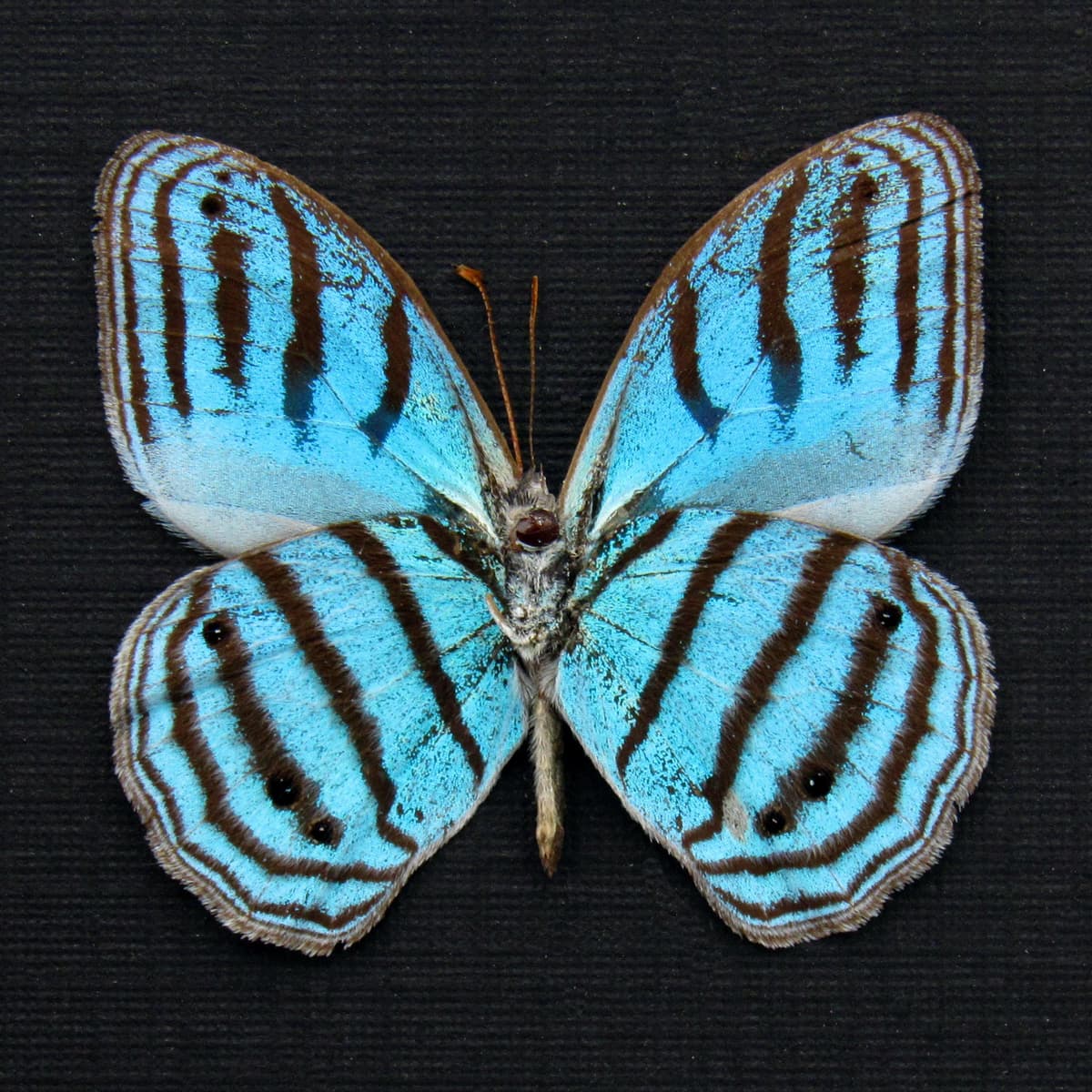 Rare metallic blue framed taxidermy butterfly - Euptychia cephus