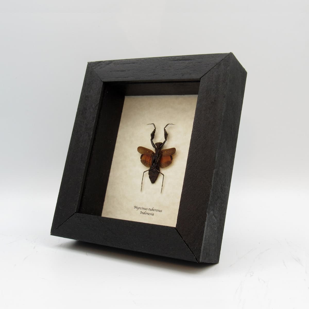 Rare tiny red mantis framed taxidermy - Myrcinus tuberosus - female
