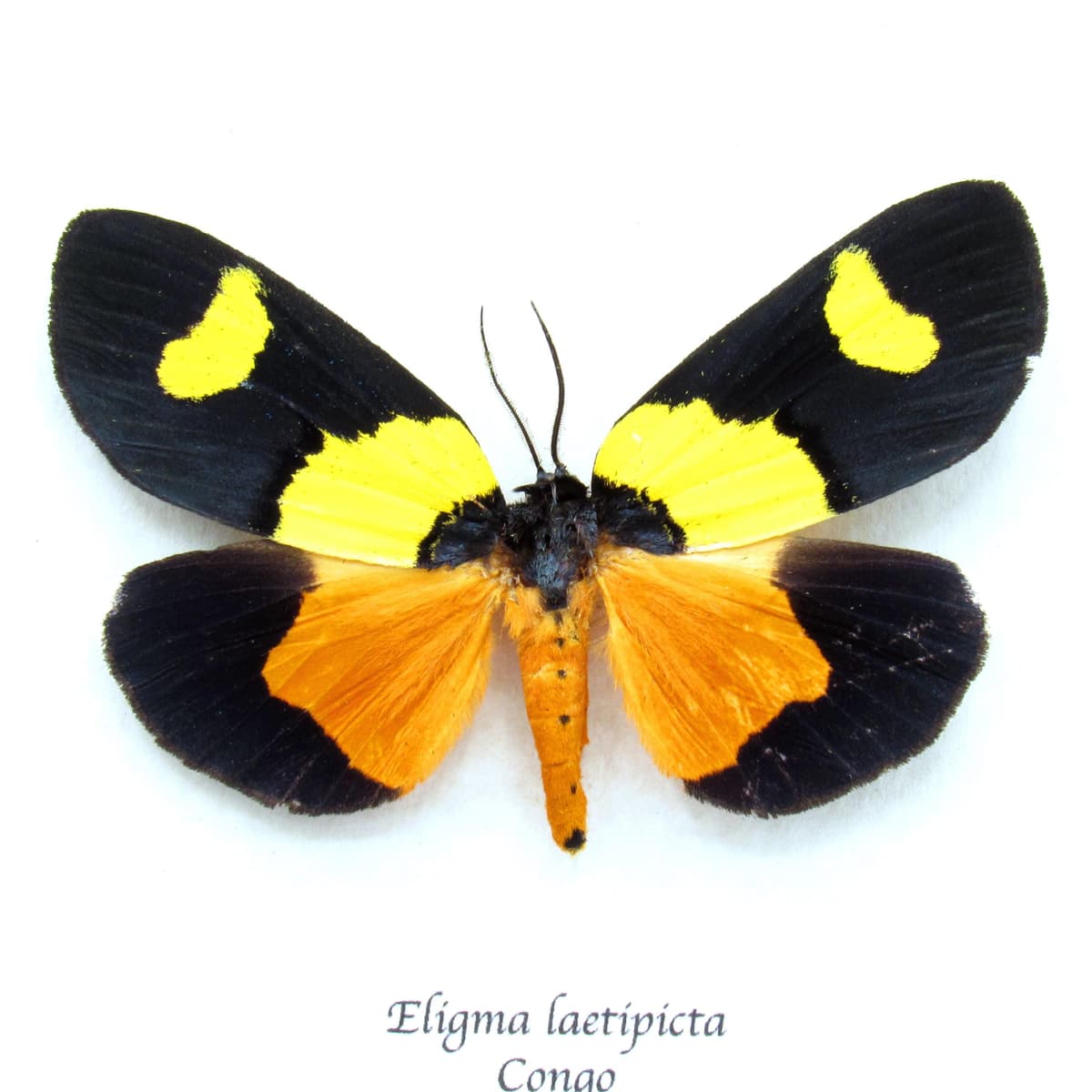 Rare iridescent Nolid moth framed taxidermy - Eligma laetipicta