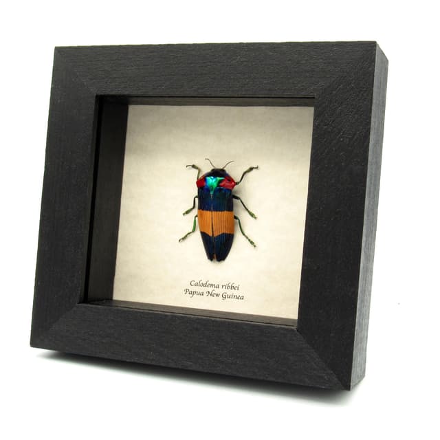 Very rare purple Jewel beetle framed specimen - Calodema ribbei