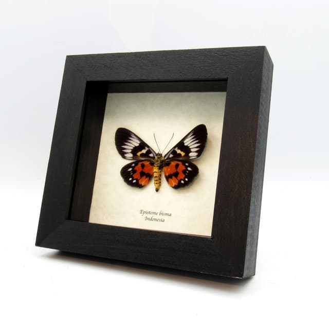 Real red Noctuid moth framed taxidermy - Episteme bisma - female