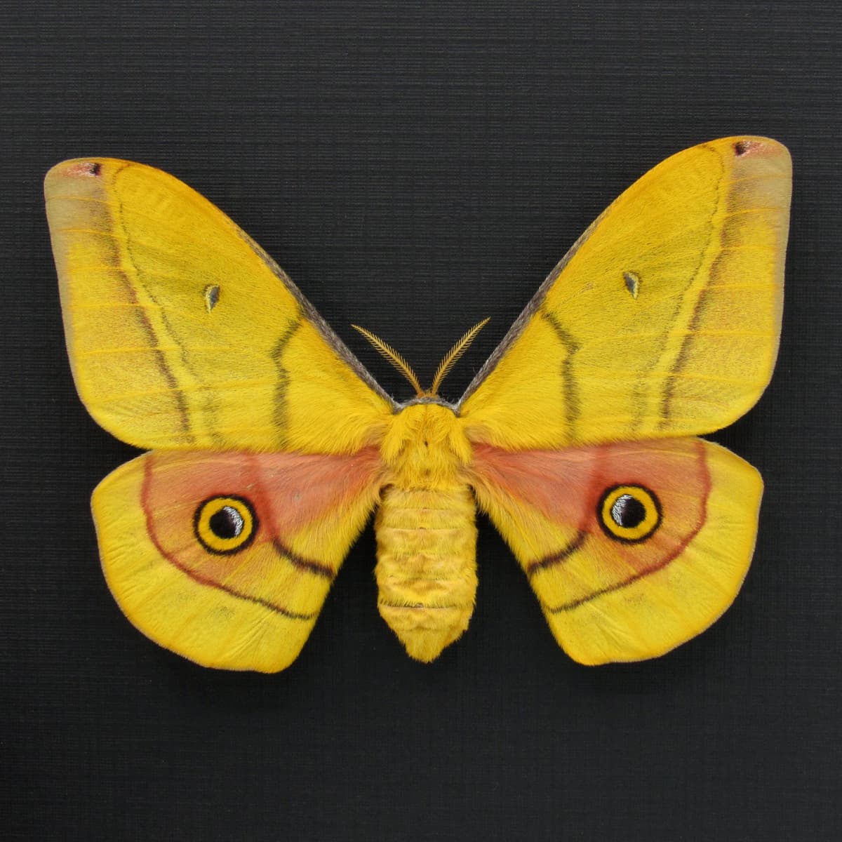 Rare yellow Mexican Silk moth framed taxidermy - Copaxa mannana - female